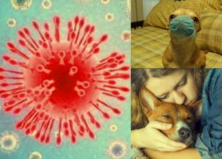 ¿Pueden las mascotas contraer coronavirus?