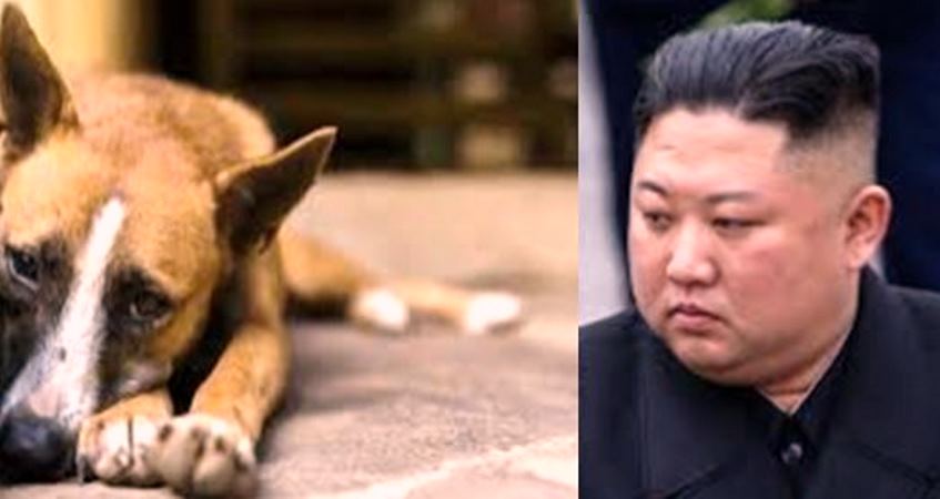 Corea del Norte prohíbe tener perros domésticos desde ahora