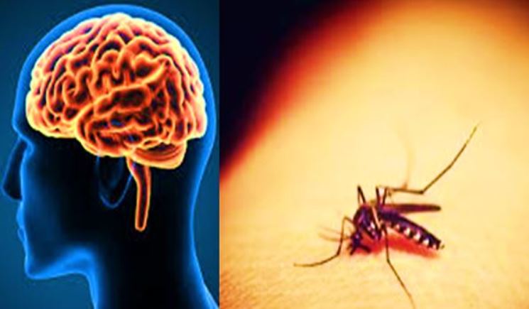 Potencial virus mortal transmitido por mosquitos
